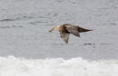 Southern Giant Petrel