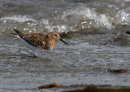 Sanderling