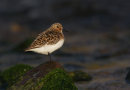 Sanderling