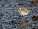 Sanderling