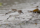 Sanderling