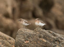 Sanderlings