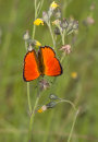 Scarce Copper