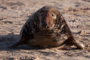 Bull Grey Seal
