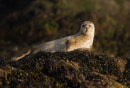 Common Seal