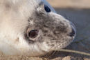 Grey Seal Pup