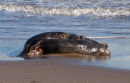 Grey Seals - coupled