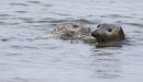 Common Seals