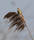 Sedge Warbler