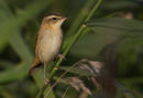 Sedge Warbler