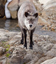 Serow