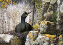 Shag