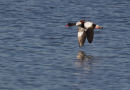 Shelduck