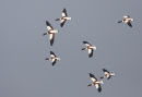 Shelduck in flight
