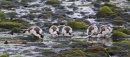 Shelducklings