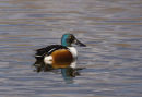 Shoveler (Drake)