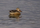 Shoveler (Female)