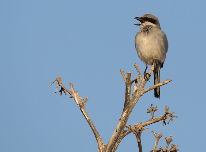 Desert Grey Shrike