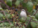 Lesser Whitethroat