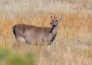 Sika Deer