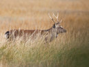 Sika Deer
