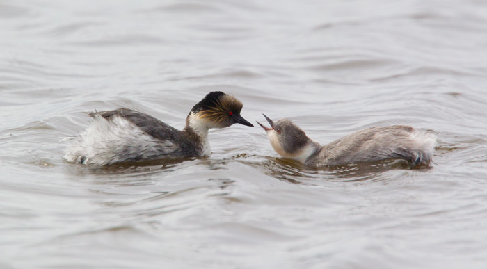 Silvery Grebes
