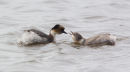 Silvery Grebes