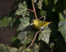 Siskin