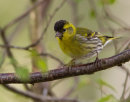 Siskin