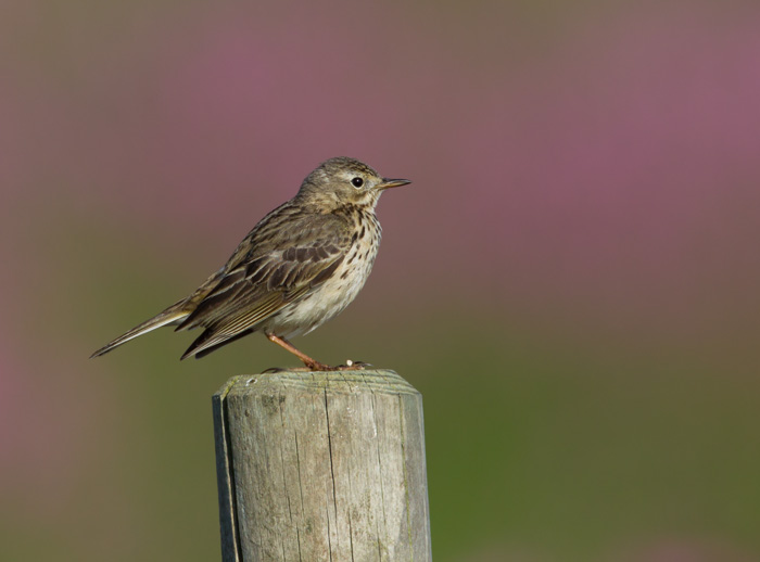Skylark on Post