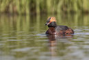 Slavonian Grebe