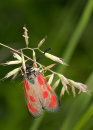 Slender Scotch Burnet