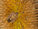 Sloe Bug