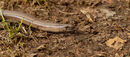 Slow Worm