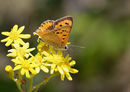 Small Copper
