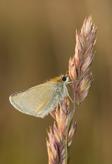 Small Skipper
