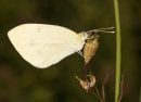 Small White