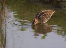 Snipe