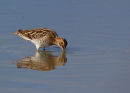Snipe