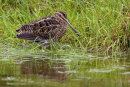 Snipe