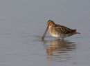 Snipe