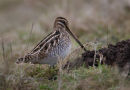 Snipe