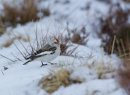 Snow Bunting