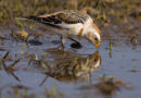 Snow Bunting at Water