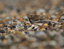 Snow Bunting
