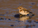 Snow Bunting