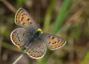 Sooty Copper