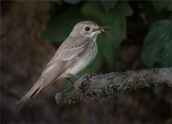 Spotted Flycatcher with Hoverfly