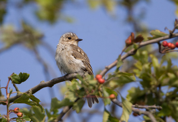 Juvenile Spotted Flycatcher