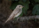Spotted Flycatcher with Hoverfly